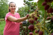 Schwiegertochter Tamara pflückt Brombeeren.