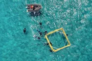Strände neu aufschütten, gegen invasive Arten kämpfen und Korallenlarven ansiedeln – zum Erhalt der Biodiversität am Great Barrier Reef gibt es viele Methoden.