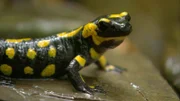 Feuersalamander.