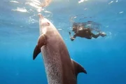 Einstein Wie Wetterextreme Delfine gefährden Tobias Müller taucht mit Delfin