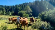 Kühe auf einer Wiese