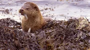 An den Küsten der Shetland-Inseln gehen Fischotter auf die Jagd.