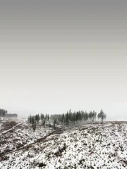 Wald im Winter
