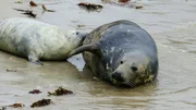 Diese junge Kegelrobbe auf den Orkney-Inseln genie&szlig;t die fettreiche Milch seiner Mutter.