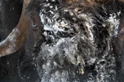 Mit ihrem dichten Fell trotzen die Ochsen Temperaturen unter minus 50 Grad Celsius.