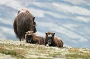 Im Juni werden die Kälber geboren: Bis sie ausgewachsen sind, dauert es vier bis sechs Jahre.
