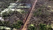 Die Regenwälder werden abgeholzt