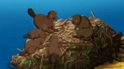 Am Ufer des Mühlenbaches haben sich Biber niedergelassen. Bibi und Tina beobachten neugierig das Treiben der niedlichen Tiere.