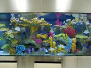 Fabio Lisboa is a lifelong fish enthusiast and business owner. He wants to make his tank dream come true as the centerpiece of his new office space. His 5,000-gallon vision will not only take up over half of his office's square footage but if successfully completed, it will be the largest private tank in South Florida.