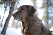 Java, Johnny Rolfes Hund und Handlanger (National Geographic/Mike Fennell)