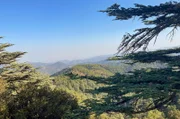 Das Zederntal liegt im Herzen vom Paphos-Wald, dem Kernrevier des zypriotischen Mufflons. Über 3.000 Tiere leben hier.