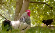 Auf zahlreichen Höfen im Südwesten haben Tiere genügend Auslauf – und sind nicht ganzjährig im Stall eingesperrt.