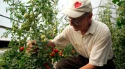 Bio-Bauer Bruno Thomé aus Daun-Weiersbach in der Vulkaneifel bei der Tomatenernte.