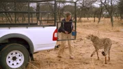 Der Gepard soll zum Zahnarzt, aber ins Auto lässt er sich von Davina nicht locken.