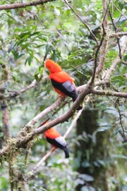 Andenklippenvogel