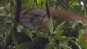 Orangutan