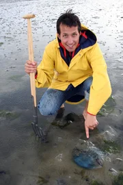 Willi im Watt vor Hallig Hooge mit einer Qualle. Vielleicht findet er noch einen Wattwurm!