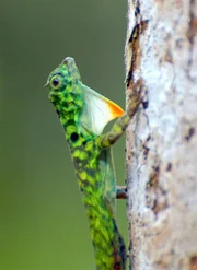 Flugdrachen