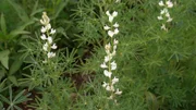 Die Blütezeit der Süßlupine beginnt Ende Mai