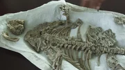Der Repenomamus lebte vor 130 Millionen Jahren, war ein wolfsgroßes Säugetier und fraß kleine, gefiederte Dinosaurier.