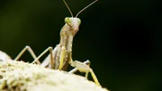 Dead leaf mantis