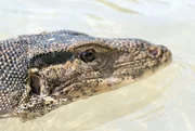 Komodowarane