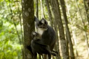 Thomas-Langur