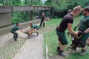 Die Pfleger im Opel Zoo geben ihr Bestes um die Mufflonherde für das Impfen und die Hufpflege in ein abgetrenntes Impfareal zu treiben.