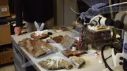 Die Wissenschaft will wissen: Warum sind die Rieseninsekten des Karbon ausgestorben?