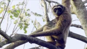 Müller-Gibbon