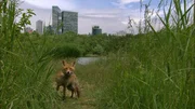 Fuchs am Wienerberg.
