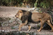 Der Löwe Kashi im Frankfurter Zoo.