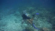 In den Gewässern Indonesiens suchen Taucharchäologen nach Spuren der seit dem Jahr 1650 verschollenen Ternate-Flotte.
