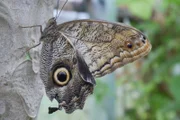 How do caterpillars turn into butterflies? It takes 2-4 weeks for a caterpillar to turn into a moth or butterfly.