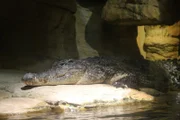 Nile Crocodile on exhibit