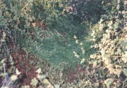 Die Felswand