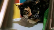 Katze.