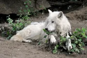 Klassische Rollenverteilung bei den Polarwölfen im Zoo: Nach dem Tod von Leitwolf Falco ist jetzt Pelle das neue Alpha-Tier.
