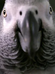 Some parrots can talk but do they really know what they're talking about?