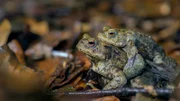 NDR Fernsehen EXPEDITIONEN INS TIERREICH, "Wildes Deutschland - Der Teutoburger Wald", am Mittwoch um 20:15 Uhr. Huckepack zum Laichtümpel: Die Männchen der Erdkröte lassen sich von den größeren Weibchen zur Paarung tragen. Weitere Fotos erhalten Sie auf Anfrage.