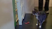Cat in the house.