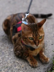 Cheeto laying down on sidewalk near the grass.