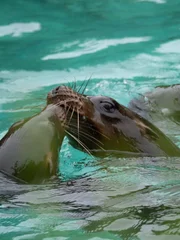 Sea lions playing.