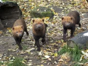 ARD/SWR EISBÄR, AFFE & CO FOLGE 167, "Zoogeschichten aus Stuttgart", am Dienstag um 16:10 Uhr im ERSTEN. Die neugierigen Waldhunde untersuchen alle neuen Gegenstände in ihrem Gehege, besonders schnell, wenn sie nach Futter riechen.