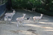 Markhor Goats.