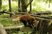 A red panda.