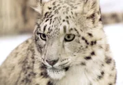 Schneeleopard