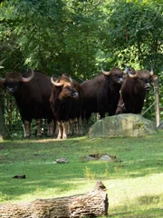Gaurs on exhibit.