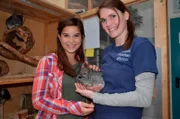 Chinchillas haben ein unglaublich weiches Fell und es ist herrlich sie zu streicheln. Doch richtige Schmusetiere sind sie nicht. Weiteres Bildmaterial finden Sie unter www.br-foto.de.