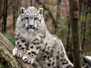 Misstrauisch schaut hier die Schneeleoparden Dame in die Kamera. Der Tierarzt will ihr an den Pelz - Impftermin steht an!